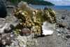 oyster tasting oleron island