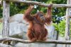 orang outan zoo de la palmyre